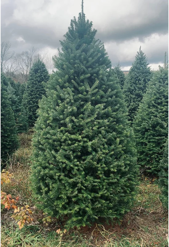 Real Christmas Trees Delivered 7 Foot Premium Balsam Fir Christmas Tree