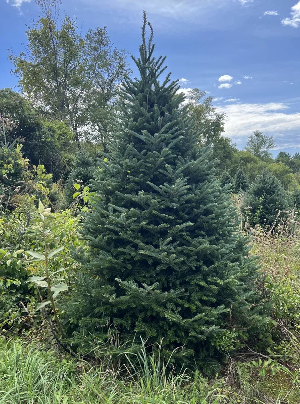 Real Christmas Trees Delivered 6 Foot Premium Fraser Fir